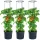  Prosperplast Blumentopf 115,2 cm x 29,5 x 115,2 cm Durchmesser 29,5 cm Kunststoff schwarz