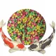  Tubifex Koi-Bälle – 60 l