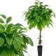 Künstliche Blumen und Früchte KÜNSTLICHER BAUM MANGOBLÄTTER BAUMDEKO 150CM
