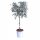  EUKALYPTUS GUNNI BLUE AUF EINEM STUMPF, 4 JAHRE ALT