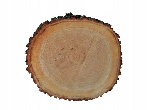  EICHENscheibe für Gehweg, Gartenweg, Durchmesser 40 cm