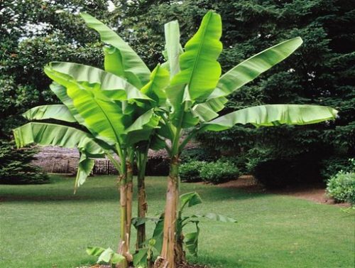  Die Musa Dajiao Bananenstaude trägt Früchte P12