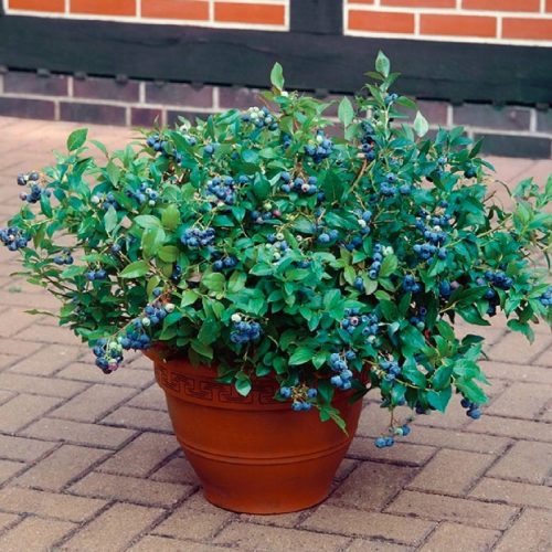  Heidelbeeren und Zwergheidelbeeren – Sämling im 2-3-Liter-Behälter, 15-35 cm