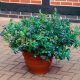  Heidelbeeren und Zwergheidelbeeren – Sämling im 2-3-Liter-Behälter, 15-35 cm
