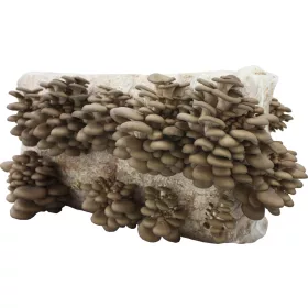 Mycelium Planto Austernpilzballen 15 kg