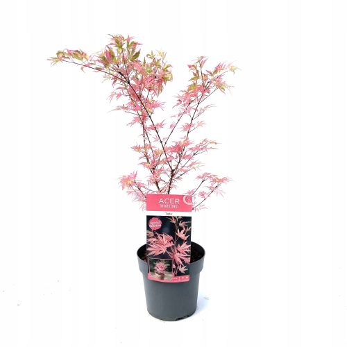  Weißer, bunter, rosafarbener Ahorn, Sämling im 3-5l-Behälter, 40-60 cm