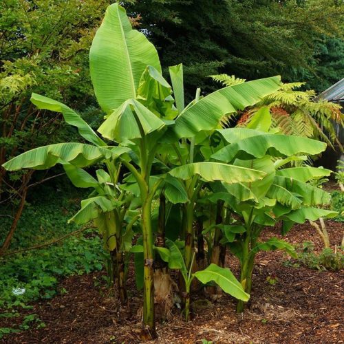  BANANENBAUM MUSA BASJOO SCHNELL WACHSENDE SÄMUNG