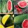  Wassermelonensamen-Sammlungsset, Wassermelone 4 Sorten