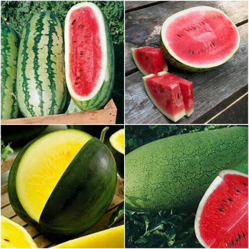  Wassermelonensamen-Sammlungsset, Wassermelone 4 Sorten