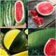  Wassermelonensamen-Sammlungsset, Wassermelone 4 Sorten