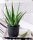  Aloe Medicinal Aloe Vera Große Topfpflanze