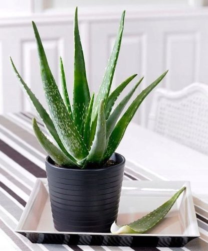  Aloe Medicinal Aloe Vera Große Topfpflanze