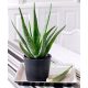  Aloe Medicinal Aloe Vera Große Topfpflanze