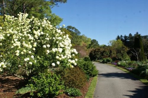  Viburnum Japonicum glänzend weiße Blätter, groß, 3 l
