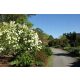  Viburnum Japonicum glänzend weiße Blätter, groß, 3 l