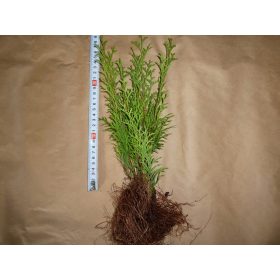  THUJA EMERALD SMARAGD SAMEN 30CM-PLN 200/100 Stk