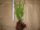  THUJA EMERALD SMARAGD SAMEN 30CM-PLN 200/100 Stk