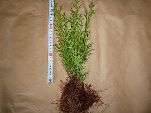  THUJA EMERALD SMARAGD SAMEN 30CM-PLN 200/100 Stk