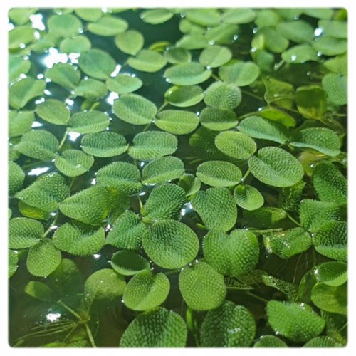  Salvinia Auriculata Pflanze für einen Teich