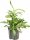  Gefleckte Dracaena godseffiana surculosa HYDROPONIKA