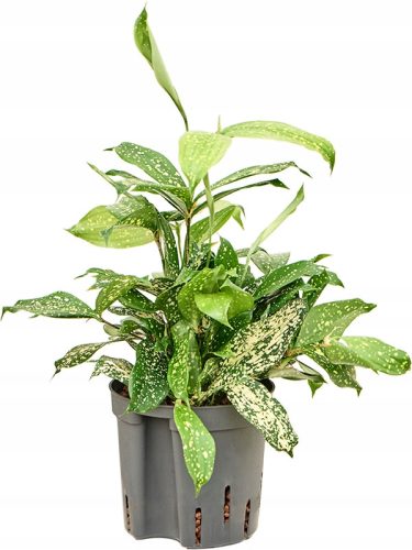  Gefleckte Dracaena godseffiana surculosa HYDROPONIKA
