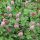  WIESENKLEE Trifolium pratense QUALIFIKAT 1 kg