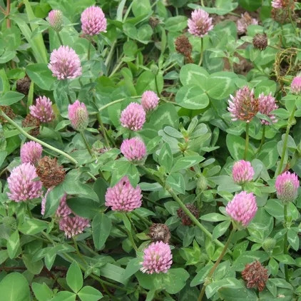 WIESENKLEE Trifolium pratense QUALIFIKAT 1 kg