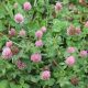  WIESENKLEE Trifolium pratense QUALIFIKAT 1 kg