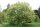  MANN ESCHE - FRAXINUS ORNUS SAMEN P9