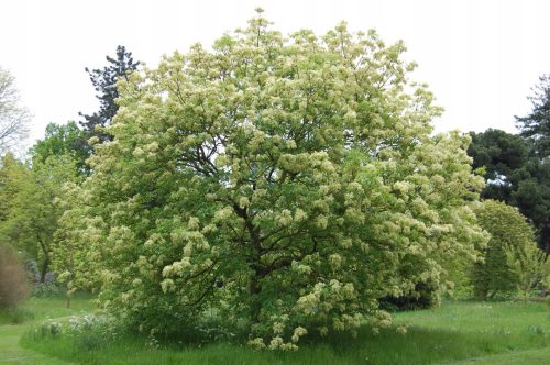  MANN ESCHE - FRAXINUS ORNUS SAMEN P9