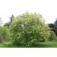  MANN ESCHE - FRAXINUS ORNUS SAMEN P9