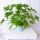  GERANIUM ANGINKA Pelargonium Graveolens, dicht, bis zu 13 cm