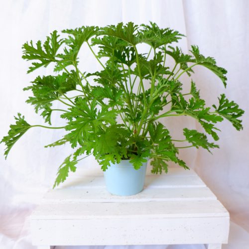  GERANIUM ANGINKA Pelargonium Graveolens, dicht, bis zu 13 cm
