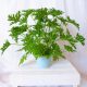  GERANIUM ANGINKA Pelargonium Graveolens, dicht, bis zu 13 cm