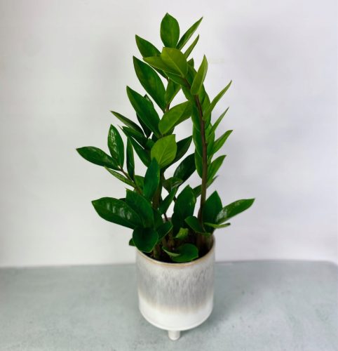  Zamioculcas Zamifolia Eisenpflanze Zamifolia