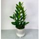  Zamioculcas Zamifolia Eisenpflanze Zamifolia