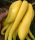  Citron Cedrat Buddhas Hand Citrus Medica + Gratisartikel + Erhitzer