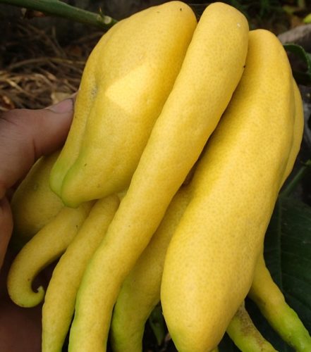  Citron Cedrat Buddhas Hand Citrus Medica + Gratisartikel + Erhitzer