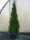  THUJA THUJA EMERALD THUJA SMARAGD 150CM-170CM - 30 PLN/Stück Lieferung allegro