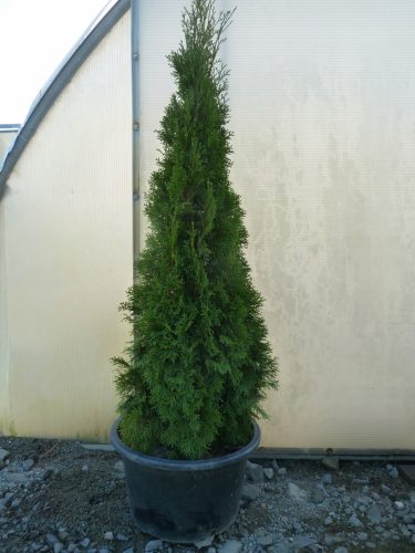  THUJA THUJA EMERALD THUJA SMARAGD 150CM-170CM - 30 PLN/Stück Lieferung allegro
