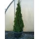  THUJA THUJA EMERALD THUJA SMARAGD 150CM-170CM - 30 PLN/Stück Lieferung allegro