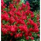  LAGERSTROEMIA INDICA 'PETIT RED' OHNE MITTAG