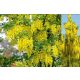  GEMEINSAME GROßE GOLDEN TREE-SAMEN C