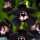  Schwarze Hausorchidee