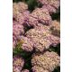  Schafgarbe SKYSAIL HELLROSA Neu! Miniatur