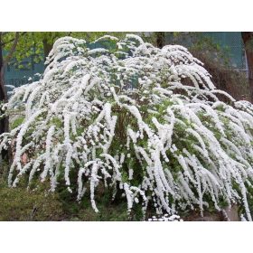  Weißer Mädesüß-Setzling im 2-3l-Behälter, 60-80 cm