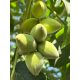  Walnüsse und Hasel-Ajlantoleaf-Sämling in einem Behälter 0,5-1l 15-20 cm