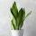  Sansevieria Moonshine Sämling im 0,5l Behälter