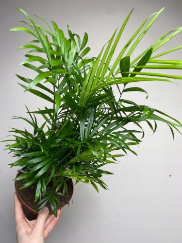  Palme für das Wohnzimmer. Ein großes, pflegeleichtes Exemplar