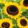  Dekorative Sonnenblumenkerne 1000 g